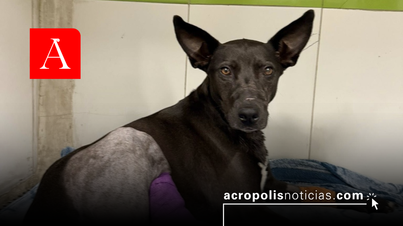 Vinculan a proceso a mujer que macheteó a canina